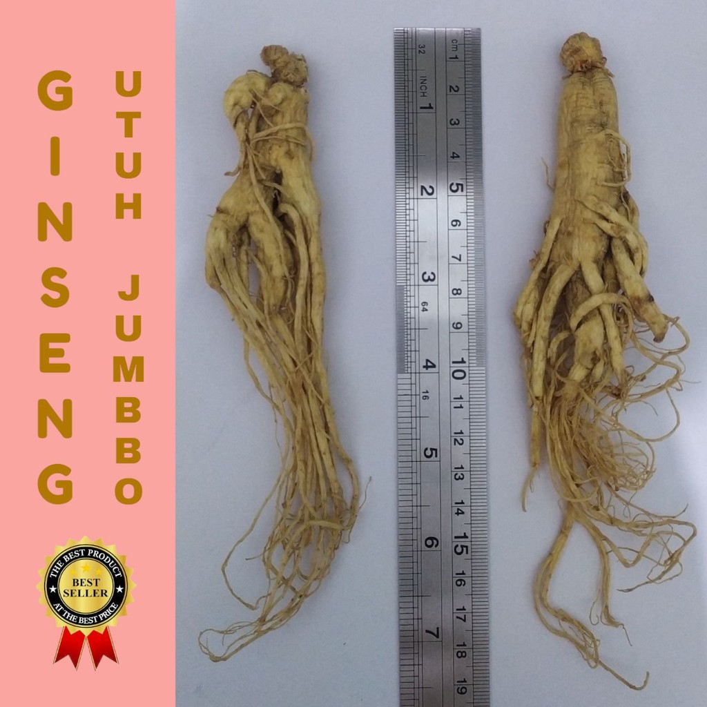 

GINSENG PREMIUM UTUH BESERTA AKAR JUMBO GINSENG YONG SEM KEPALA UTUH JUMBO [ JAMIN ORIGINAL BIO ]