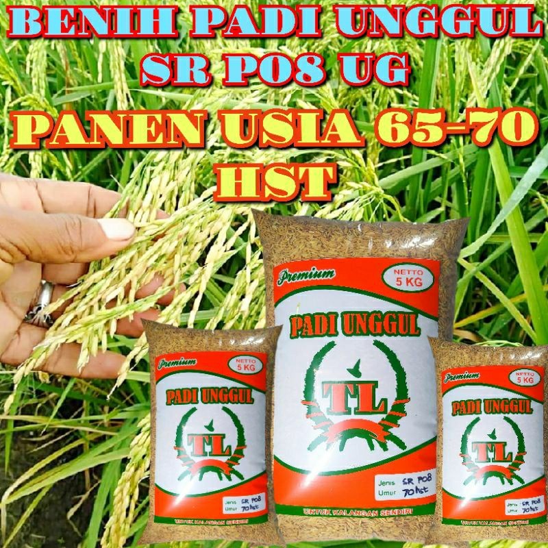 Bibit Benih Padi UNGGUL TERBARU SR P08 ULTRA GENJAH ORIGINAL KEMASAN 5KG TERLARIS