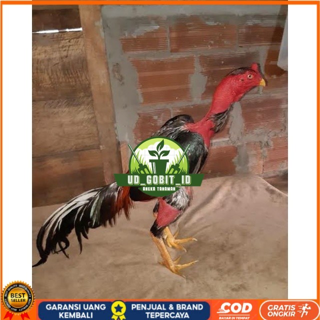 

TELUR AYAM SAIGON TANGGUH UNTUK DI TETASKAN UD_GOBIT_ID