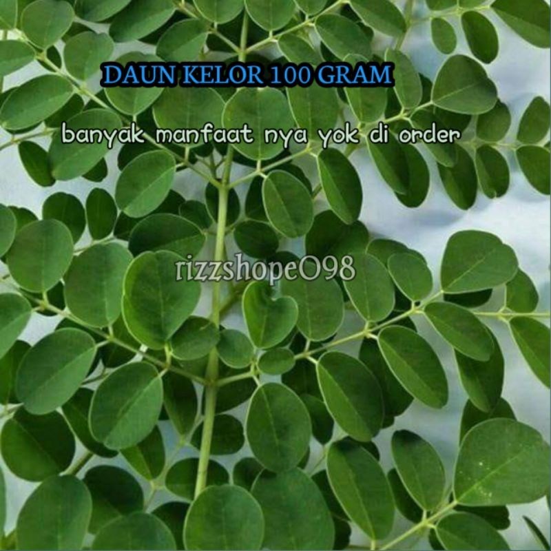 

daun kelor segar presh lnangsung di petik dari pohon nya 100 gram