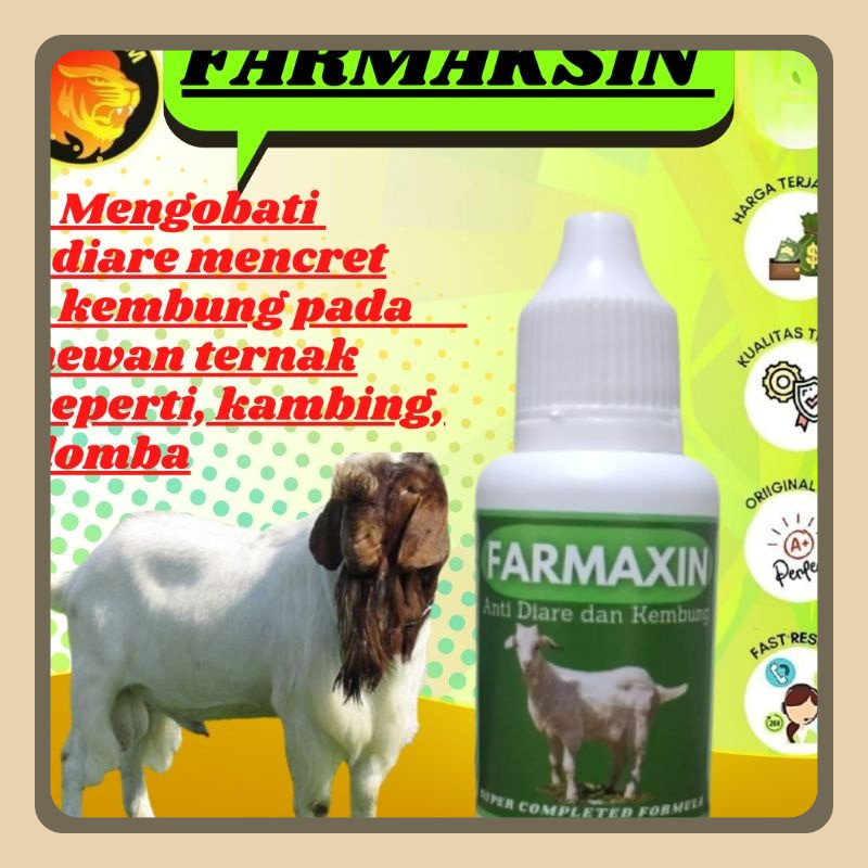 Obat  Kembung Mencret Kambing Domba  NDARUFRAM