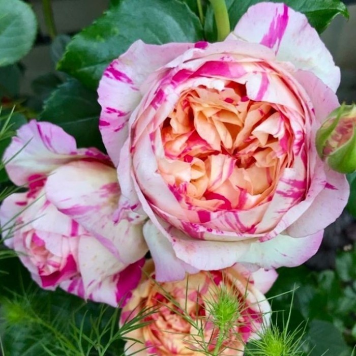 Mawar Import JULIE AUDREY - Tanaman Bunga Mawar Impor Julie Audry