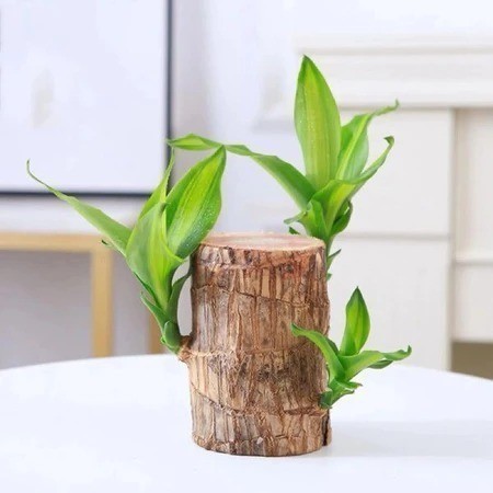 

TUMBUH TUNAS brazilian wood hanjuang bonsai