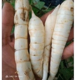 

New Umbi garut sgar brsih 1kg atasi lambung