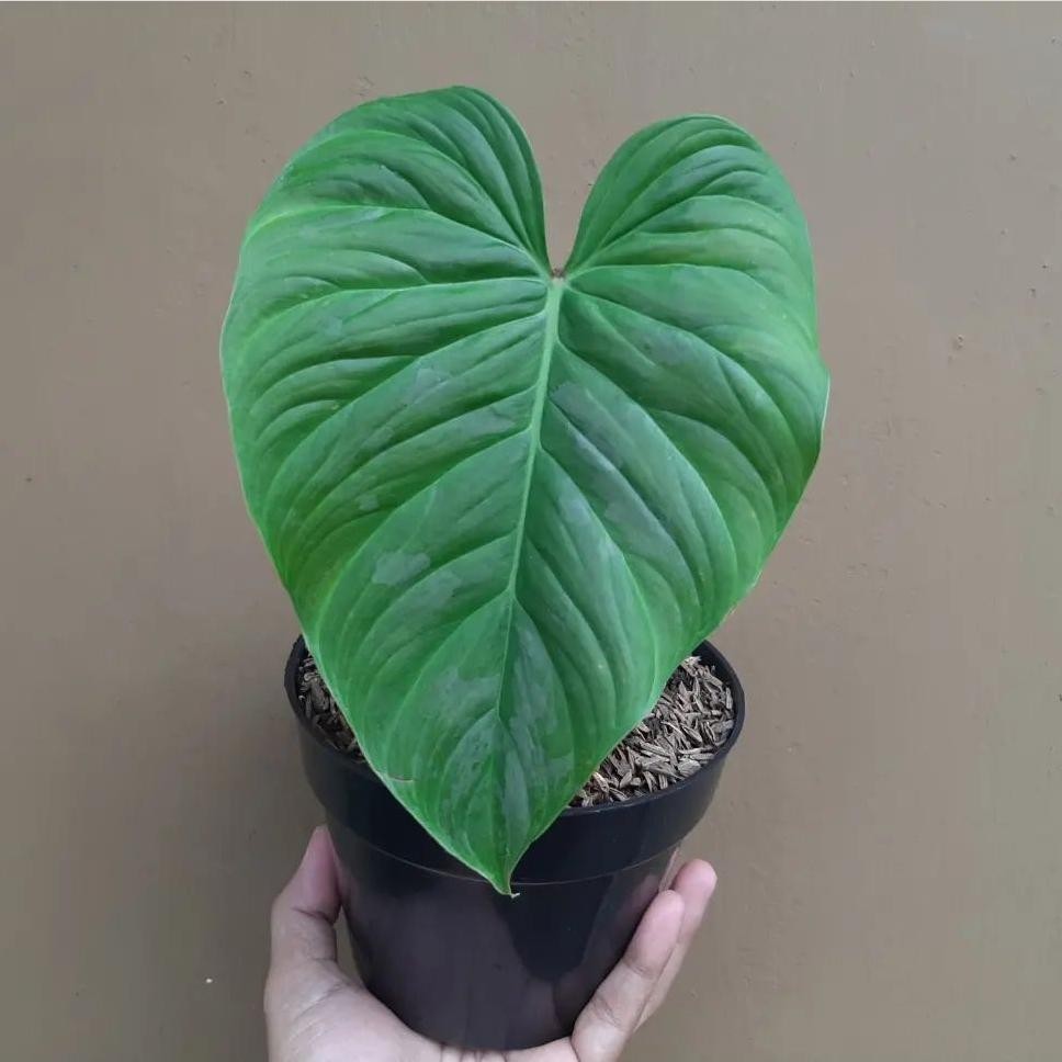 Tanaman hias philodendron majestic - philodendron majestic - frest cut