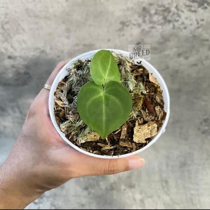 Antorium claniverium tarantula anakan - tanaman hias kuping gajah