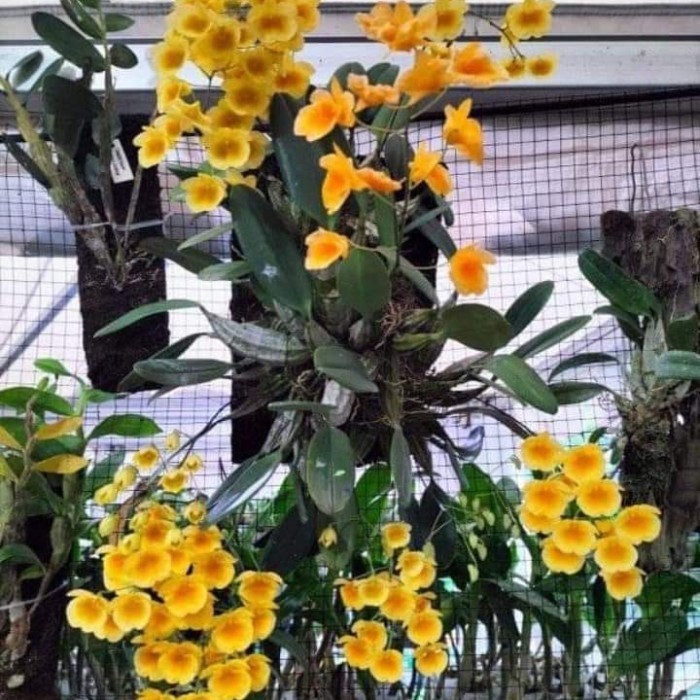 A.L Anggrek Dendrobium Agregatum Dewasa