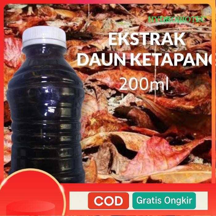 extrak daun ketapang laut 200 ml