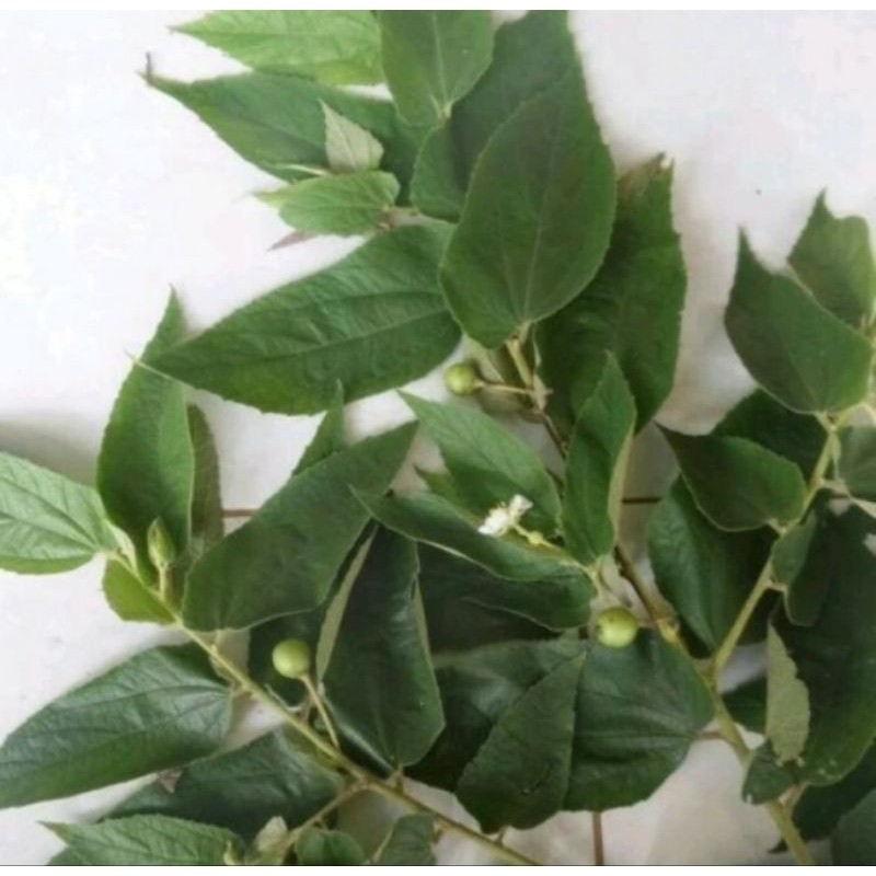 

Daun kersen Segar ceri talok seri 100gram-ampuh atasi penyakit kronis Herbal COD