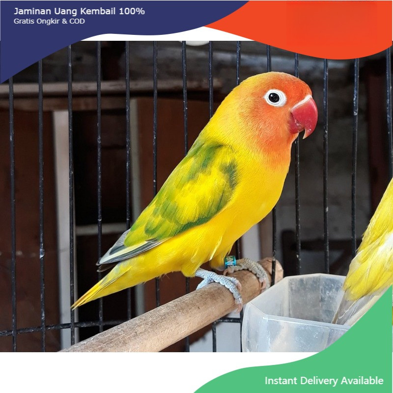 Lovebird Green Series burung love bird