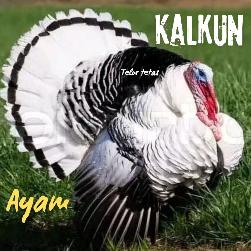 

telur ayam kalkun untuk ditetaskan