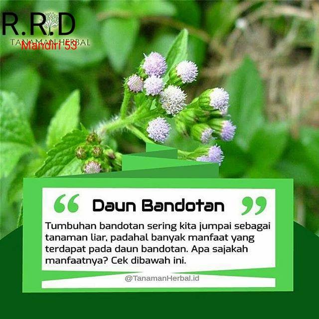 

PROMO Daun bandotan babadotan segar 500gram siap petik non pestisida