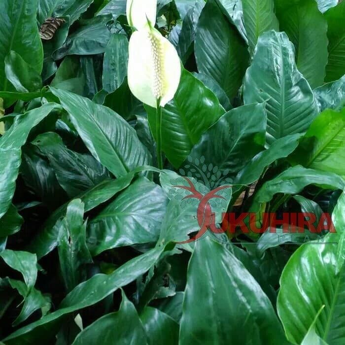 tanaman hias peace lily bangkok