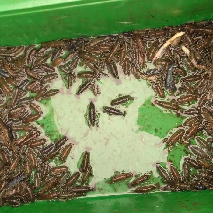 Terlaris Bibit Lobster Air Tawar