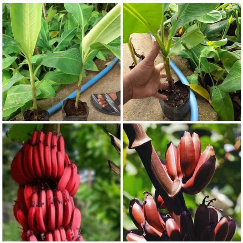 bibit pisang merah Asli