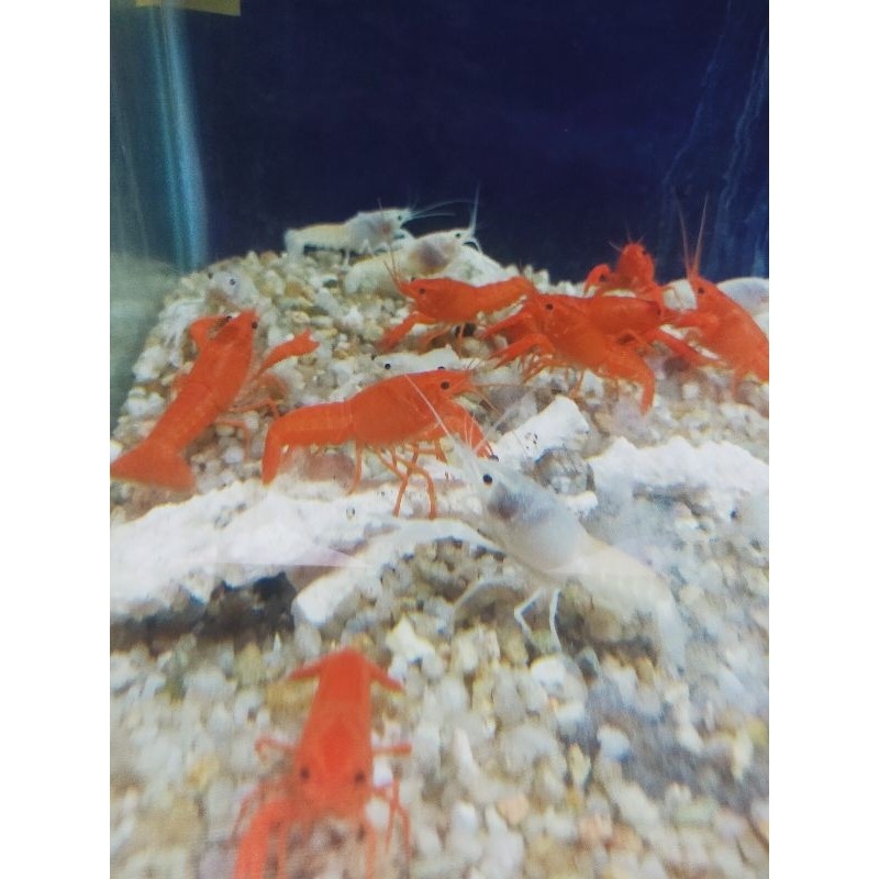 Paket Lobster hias air tawar aquarium