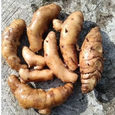 

Kunyit putih meningkatkan kesehatan hati dan ginjal . dan juga kangker 1 kg