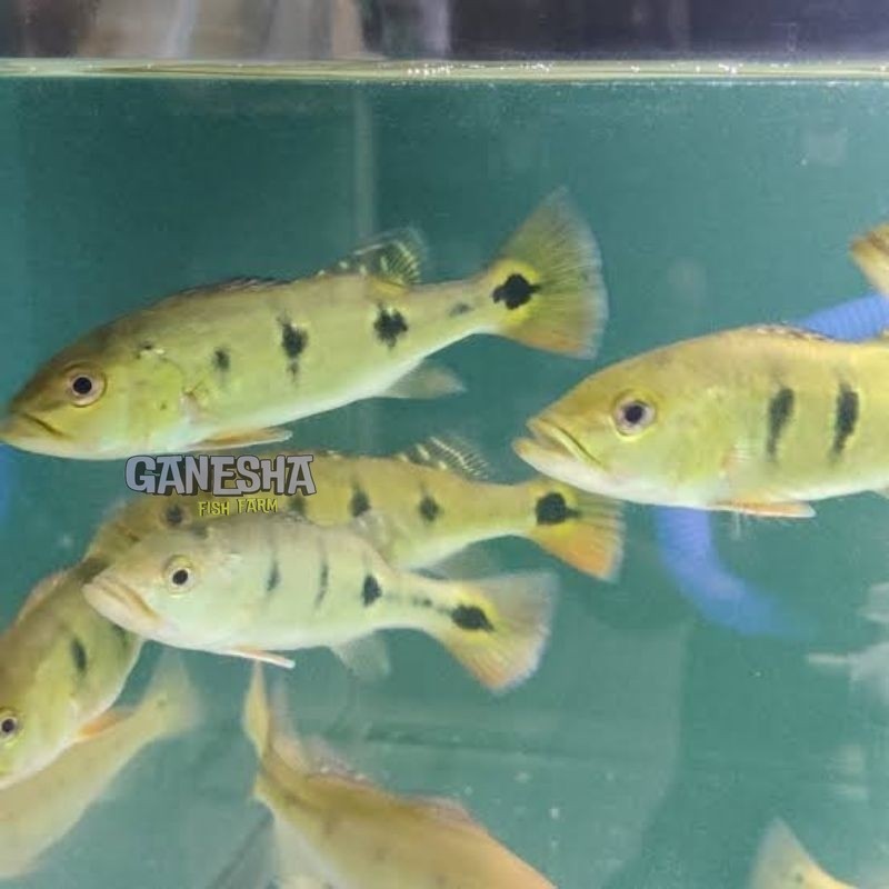 Pbass brocopondo size 7-9cm realsize bergaransi COD pbass singu orinoco pbass berfariasi mono good M