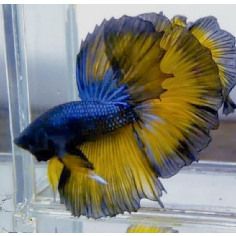 

stiker anomali cupang mustardgaz