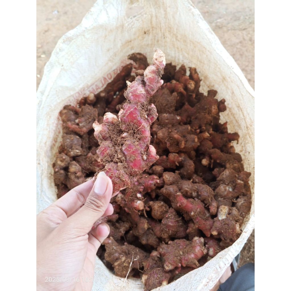 

jahe merah segar 500g