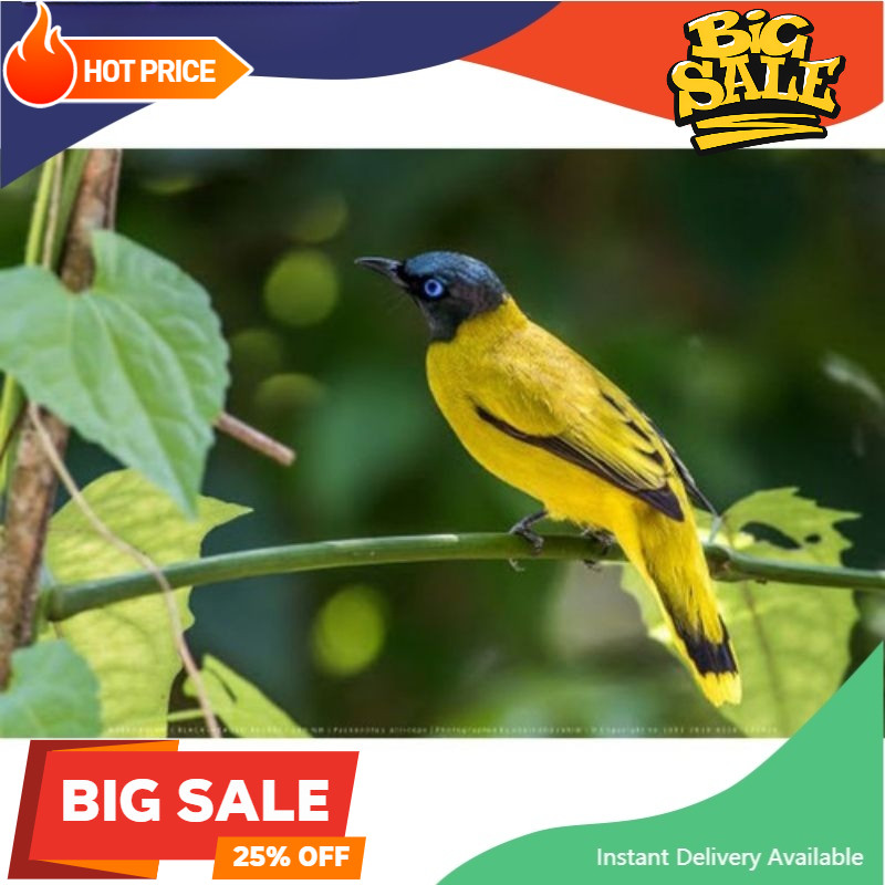 Burung kutilang sutra super pilihan istimewa