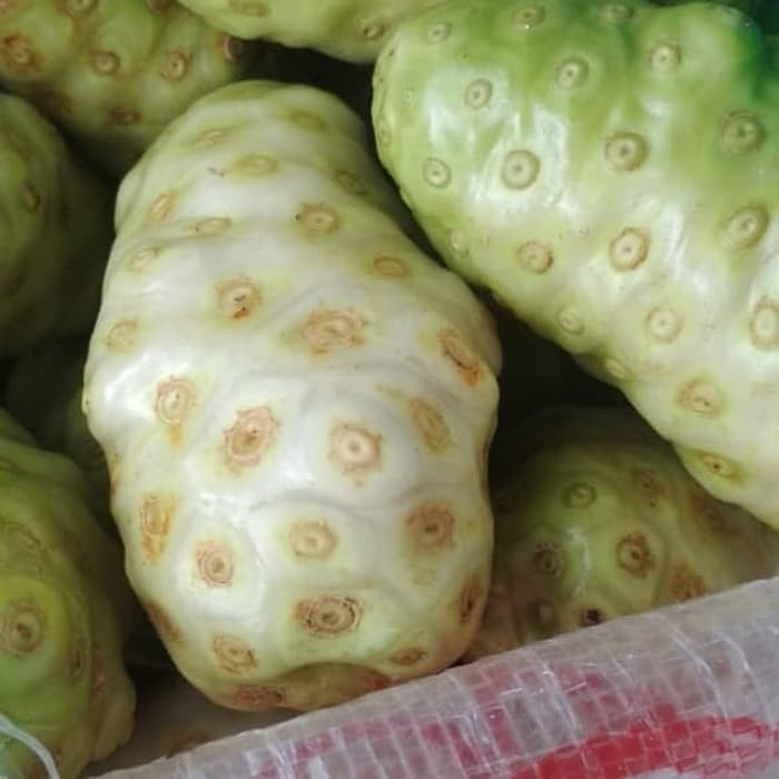 

mengukudu/pace/obat herbal/menurunkan resiko hipertensi