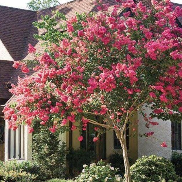 POHON LAGERSTROEMIA/BUNGUR MERAH