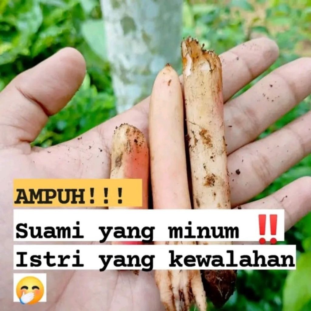 

Akar Pinang Muda Segar | Obat Tradisional 250Gram Yulianti726