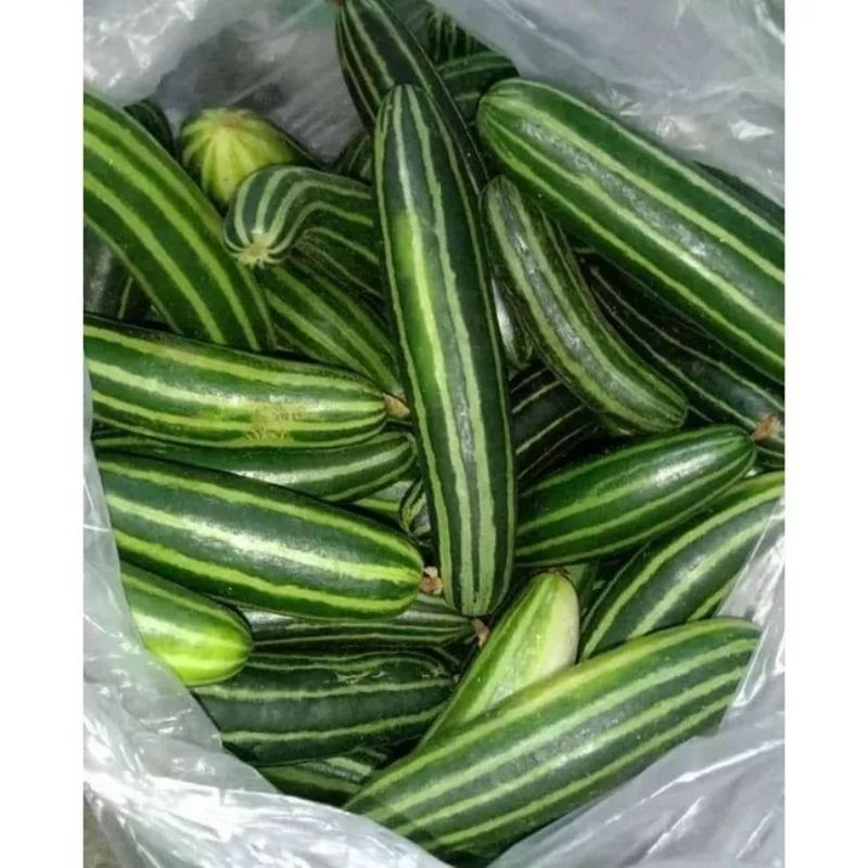 500 BIJI BENIH TIMUN SURI TIMUN SURI