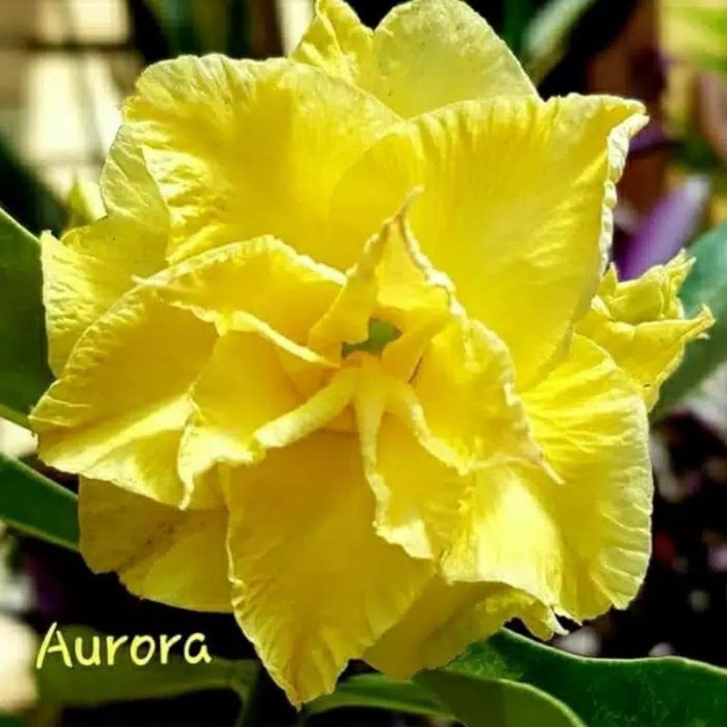 Biji Bunga Adenium Aurora