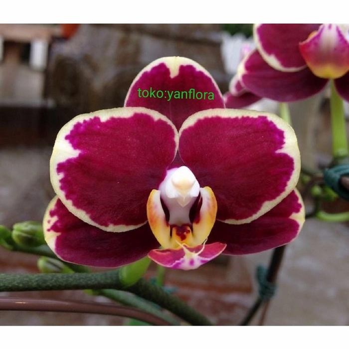 Anggrek Dendrobium Coklat Kuning Remaja Dewasa