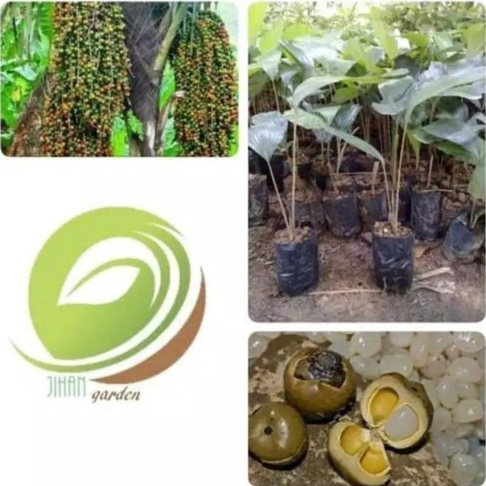 

silahkan COD bibit pohon aren siap tanam/benih pohon aren berkuakitas .