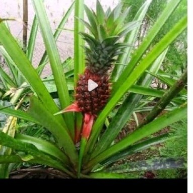 

New Daun nanas sgar 500 gr ..