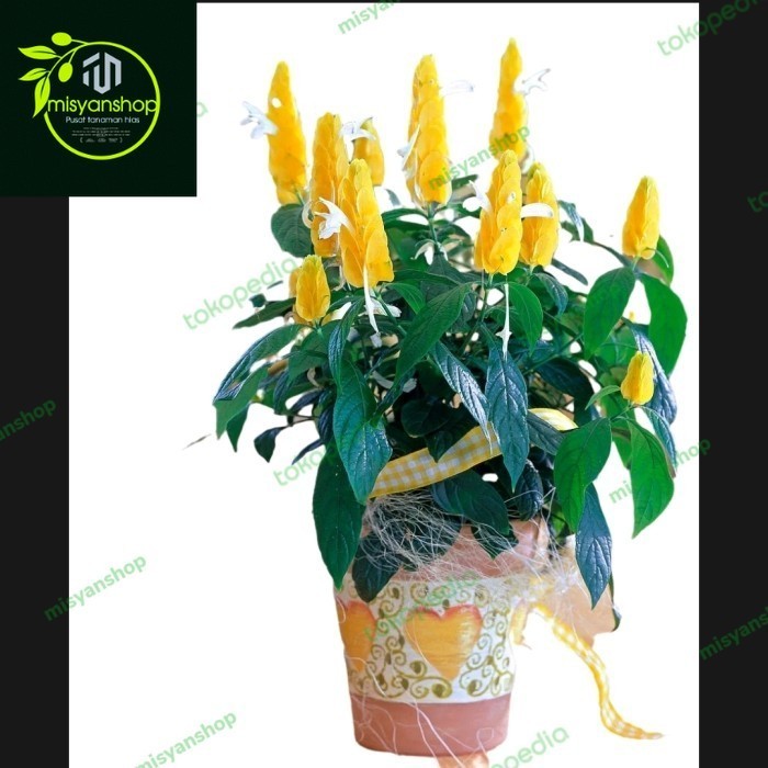 Tanaman hias Bunga Lilin (Lollipop Plant) murah  Tanaman hias hidup