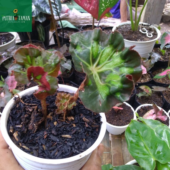 tanaman hias begonia curly keriting