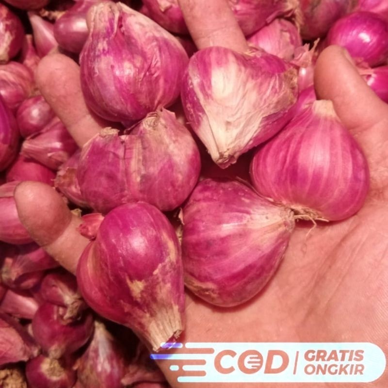 

Bawang Merah Organik Brebes Pilihan Besar-Besar Super 1KG GRADE A