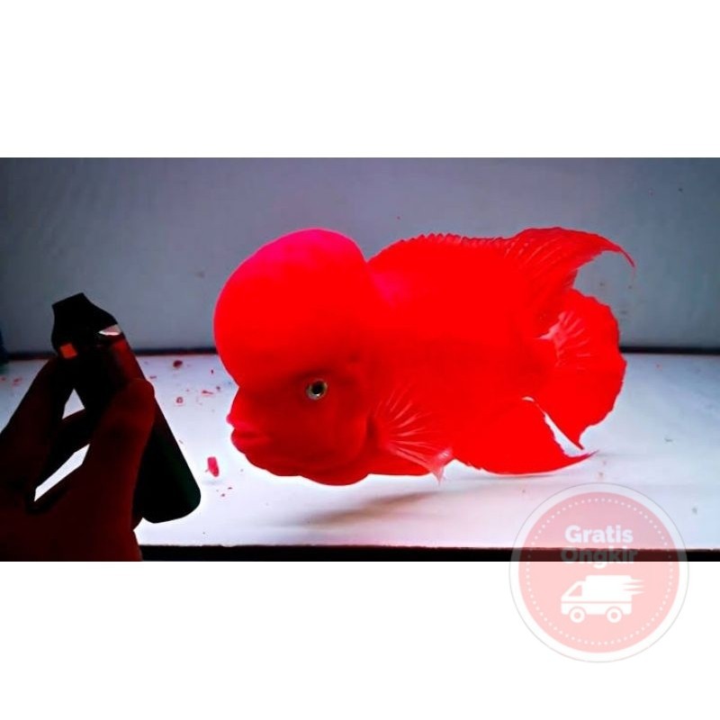 single Hiyasan aquarium burayak SRM monkey 6-7 cm louhan super red lohan