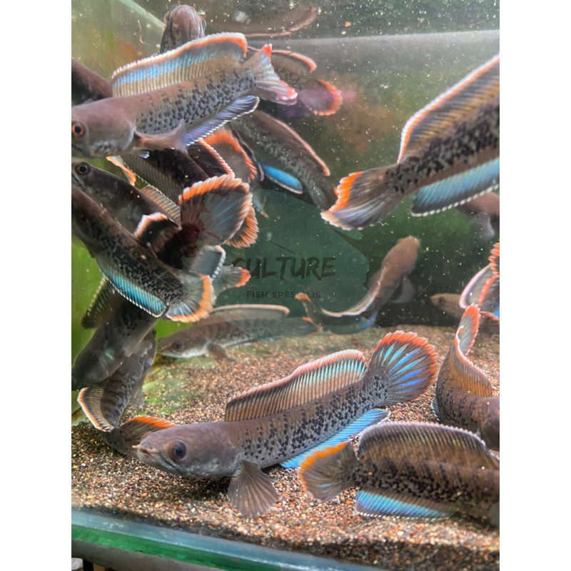 stewarti karbi berkualitas