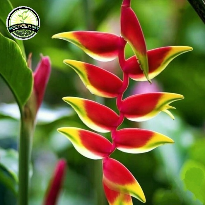 Tanamab Hias Heliconia Pisang Betet - Pohon Pisang Bali - Pisang Betet