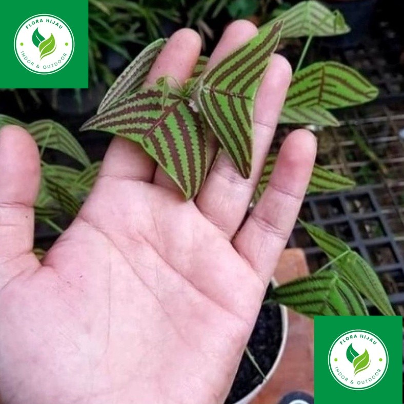 - ( BISA COD ) PROMO Bunga Hias Kupu-Kupu Batik Oxalis / Tanaman Hias Kupu Kupu Tanaman Hidup Kupu-K