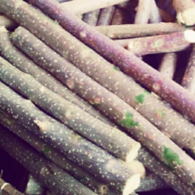 NEW.. Stek pohon gamal ..NF