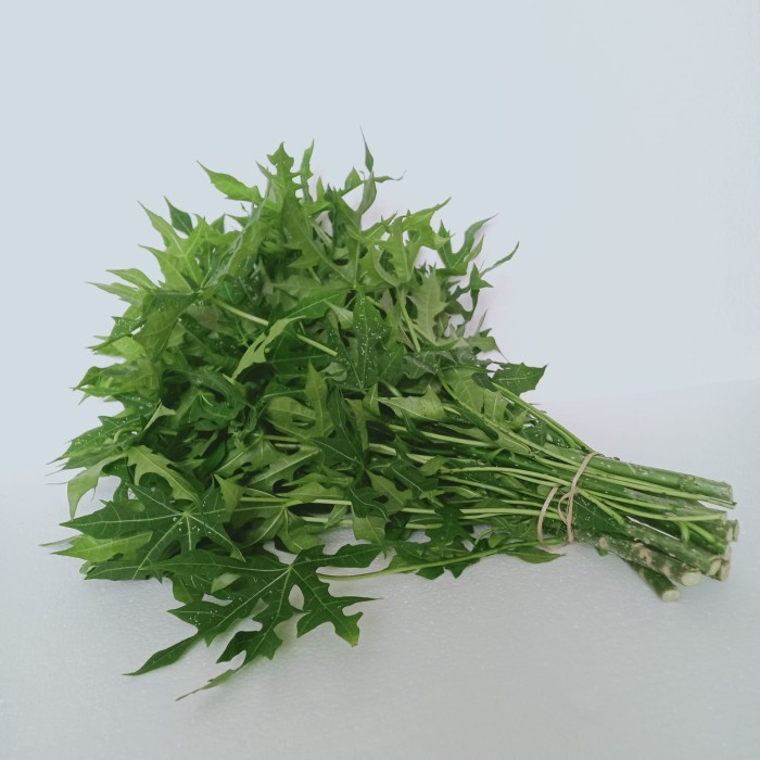 

DAUN PEPAYA JEPANG per ikat