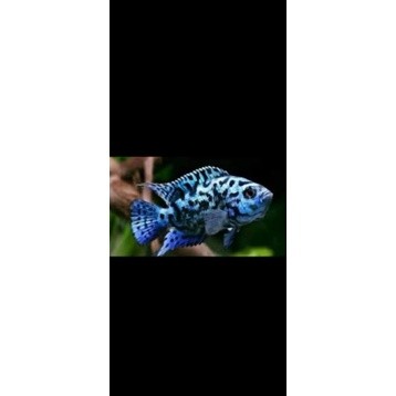 hiasan akuarium Ebjd