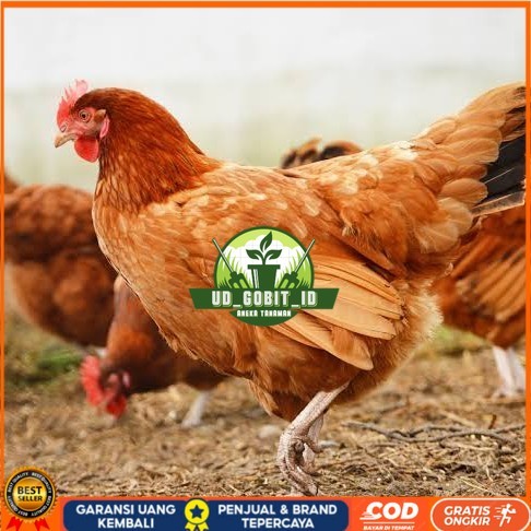 

Telur ayam elba / telur ayam hias / telur ayam fertil siap kirim UD_GOBIT_ID