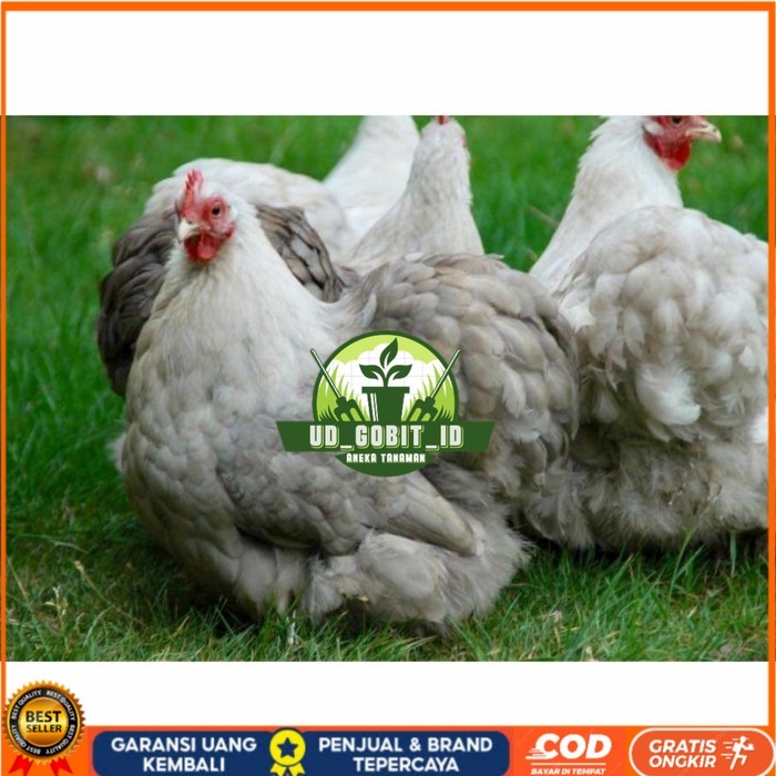 

Telur ayam hias bantam chocin fertil siap ditetaskan - bantam chocin UD_GOBIT_ID