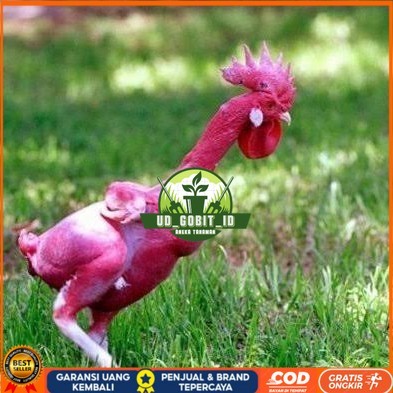 

Telur ayam tanpa bulu / ayam gundul fertil siap ditetaskan - ayam tanpa bulu UD_GOBIT_ID