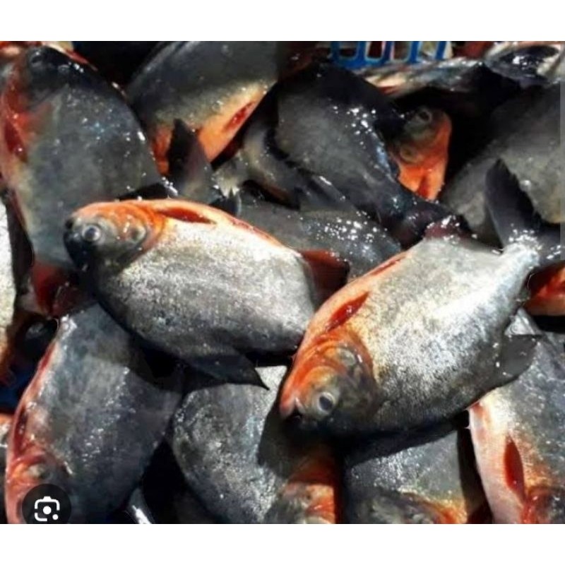

Ikan Bawal Air Tawar 500 gram