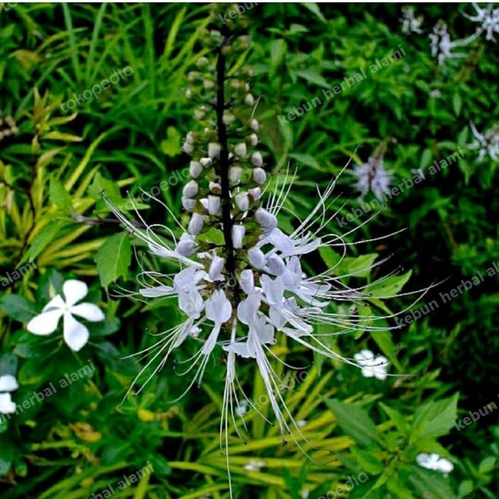 

daun kumis kucing segar 250 gram