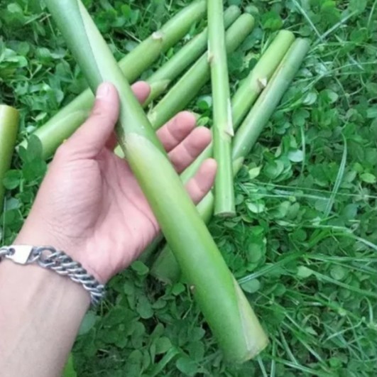 

Termurah 1KG Stek Batang Pohon kecombrang Muda