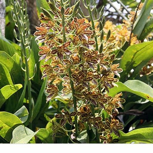 Anggrek Grama scriptum Anggrek Macan